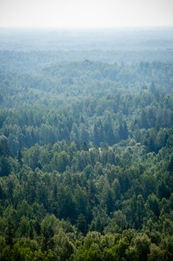 Sisli ormanın panoramik manzarası. uzak ufuk