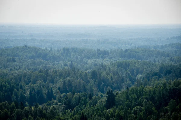 Panoramic view of misty forest. far horizon — Stock Photo, Image