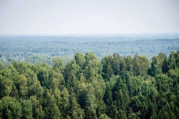 Vista panorâmica da floresta nebulosa. horizonte distante — Fotografia de Stock