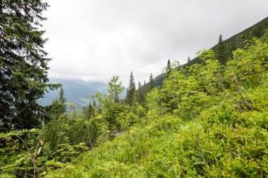 Misty sabah Dağ Manzaralı
