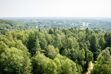 Sisli ormanın panoramik manzarası. uzak ufuk