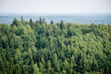 Sisli ormanın panoramik manzarası. uzak ufuk
