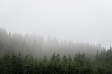 Misty sabah Dağ Manzaralı
