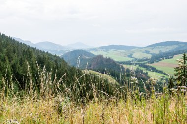 Misty sabah Dağ Manzaralı