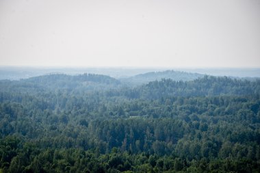 Sisli ormanın panoramik manzarası. uzak ufuk