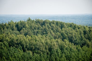 Sisli ormanın panoramik manzarası. uzak ufuk
