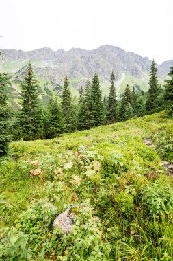 Misty sabah Dağ Manzaralı