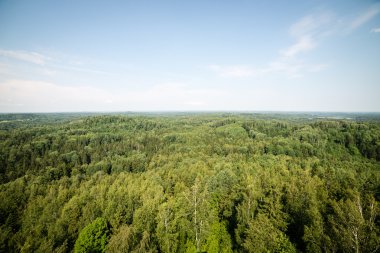Sisli ormanın panoramik manzarası. uzak ufuk