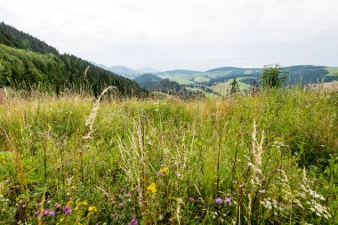 Misty sabah Dağ Manzaralı
