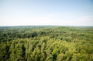 Sisli ormanın panoramik manzarası. uzak ufuk