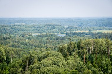 Sisli ormanın panoramik manzarası. uzak ufuk