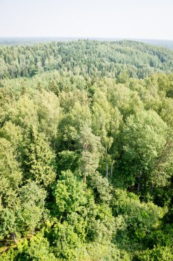 Sisli ormanın panoramik manzarası. uzak ufuk
