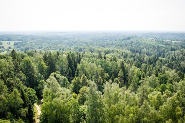 Sisli ormanın panoramik manzarası. uzak ufuk