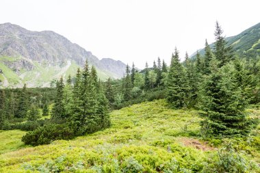 Misty sabah Dağ Manzaralı