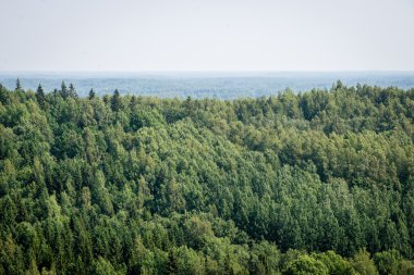 Sisli ormanın panoramik manzarası. uzak ufuk
