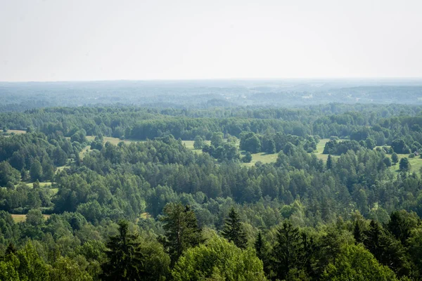 Panoramablick auf nebligen Wald. weiter Horizont — Stockfoto