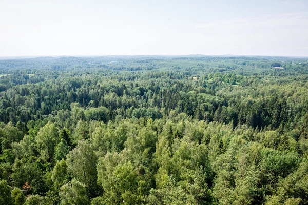 Panoramatický výhled na zamlžený les. daleký horizont — Stock fotografie