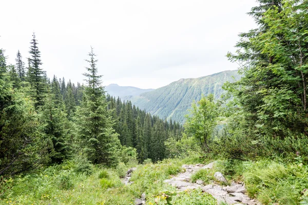 Misty mattina vista sulle montagne — Foto Stock