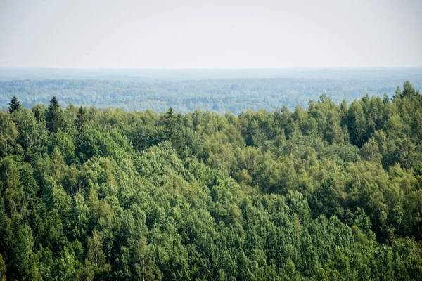 Panoramisch uitzicht op mistig bos. verre horizon — Stockfoto