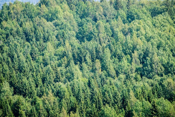 Sisli ormanın panoramik manzarası. uzak ufuk — Stok fotoğraf