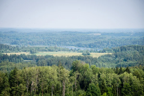 Panoramautsikt över dimmig skog. långt fram i tiden — Stockfoto