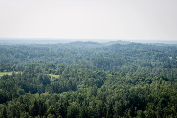 Panoramiczny widok na mglisty las. daleki horyzont — Zdjęcie stockowe