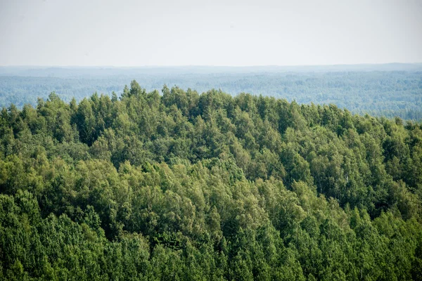 Панорамний вид на туманний ліс. далекий горизонт — стокове фото