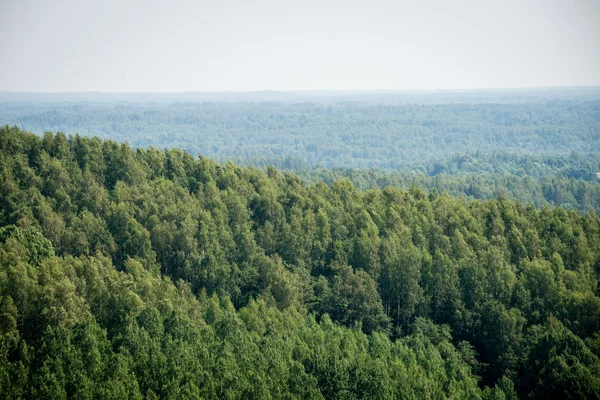 Панорамний вид на туманний ліс. далекий горизонт — стокове фото