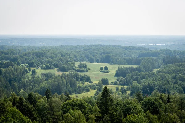 Panoramic view of misty forest. far horizon — Stock Photo, Image