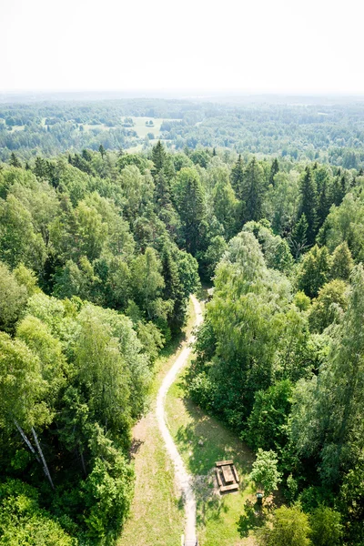 Panoramisch uitzicht op mistig bos. verre horizon — Stockfoto