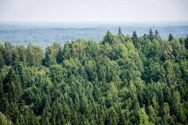 Panoramisch uitzicht op mistig bos. verre horizon — Stockfoto