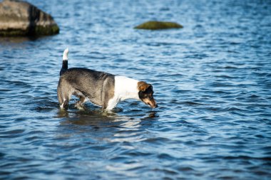 mutlu köpek suya oynuyor