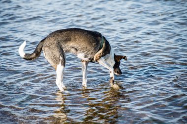 mutlu köpek suya oynuyor