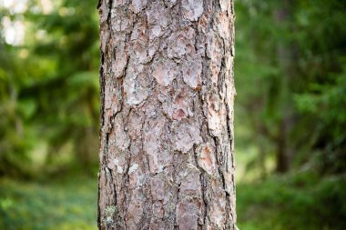 Puslu sabah ormanda. Orman ağaç gövdeleri ile