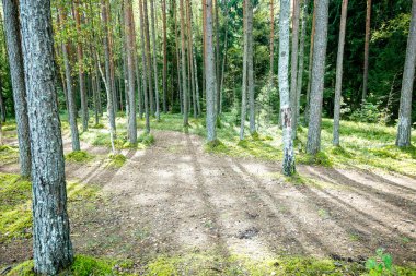 Puslu sabah ormanda. Orman ağaç gövdeleri ile