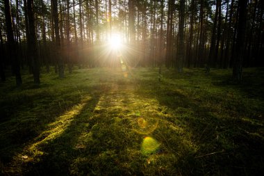 Puslu sabah ormanda. Orman ağaç gövdeleri ile
