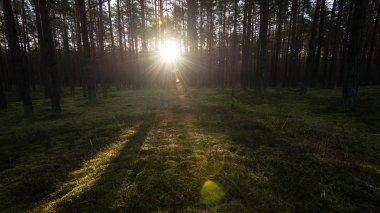 Puslu sabah ormanda. Orman ağaç gövdeleri ile