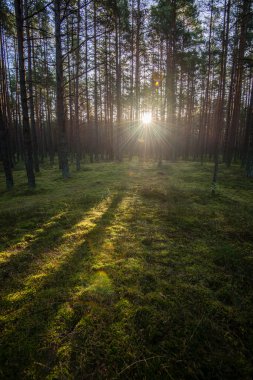 Puslu sabah ormanda. Orman ağaç gövdeleri ile