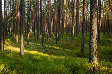 Puslu sabah ormanda. Orman ağaç gövdeleri ile