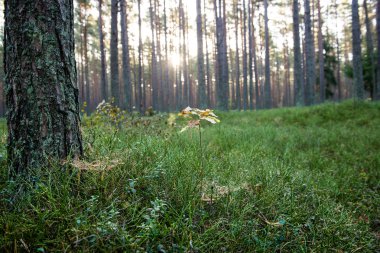 Puslu sabah ormanda. Orman ağaç gövdeleri ile