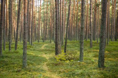 Puslu sabah ormanda. Orman ağaç gövdeleri ile