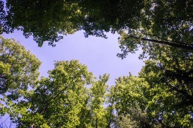 Puslu sabah ormanda. Orman ağaç gövdeleri ile