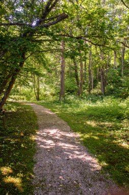 Puslu sabah ormanda. Orman ağaç gövdeleri ile