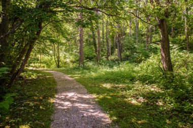 Puslu sabah ormanda. Orman ağaç gövdeleri ile