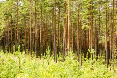 Puslu sabah ormanda. Orman ağaç gövdeleri ile