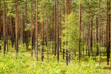 Puslu sabah ormanda. Orman ağaç gövdeleri ile