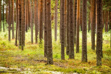 Puslu sabah ormanda. Orman ağaç gövdeleri ile
