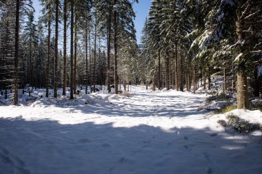 Puslu sabah ormanda. Orman ağaç gövdeleri ile
