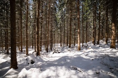 Puslu sabah ormanda. Orman ağaç gövdeleri ile