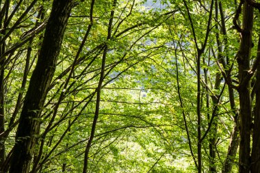 Puslu sabah ormanda. Orman ağaç gövdeleri ile